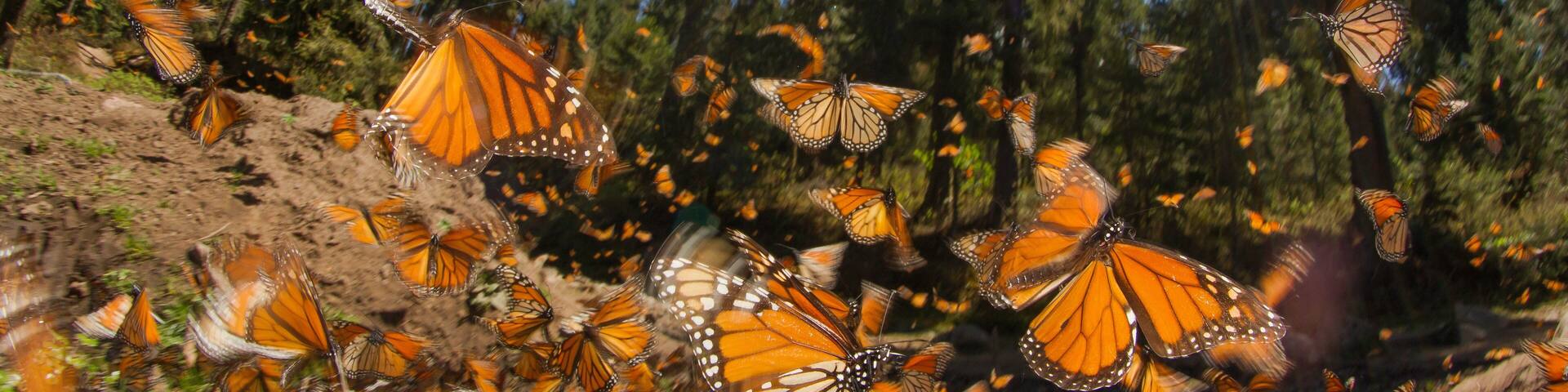 Monarch butterfly
