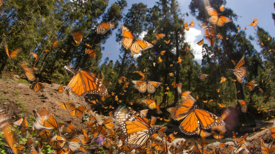 Monarch butterfly