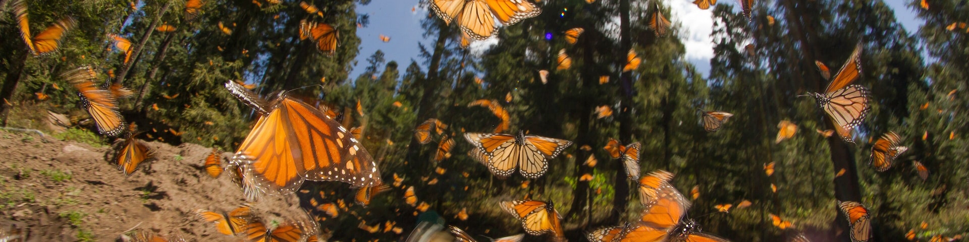Monarch butterfly
