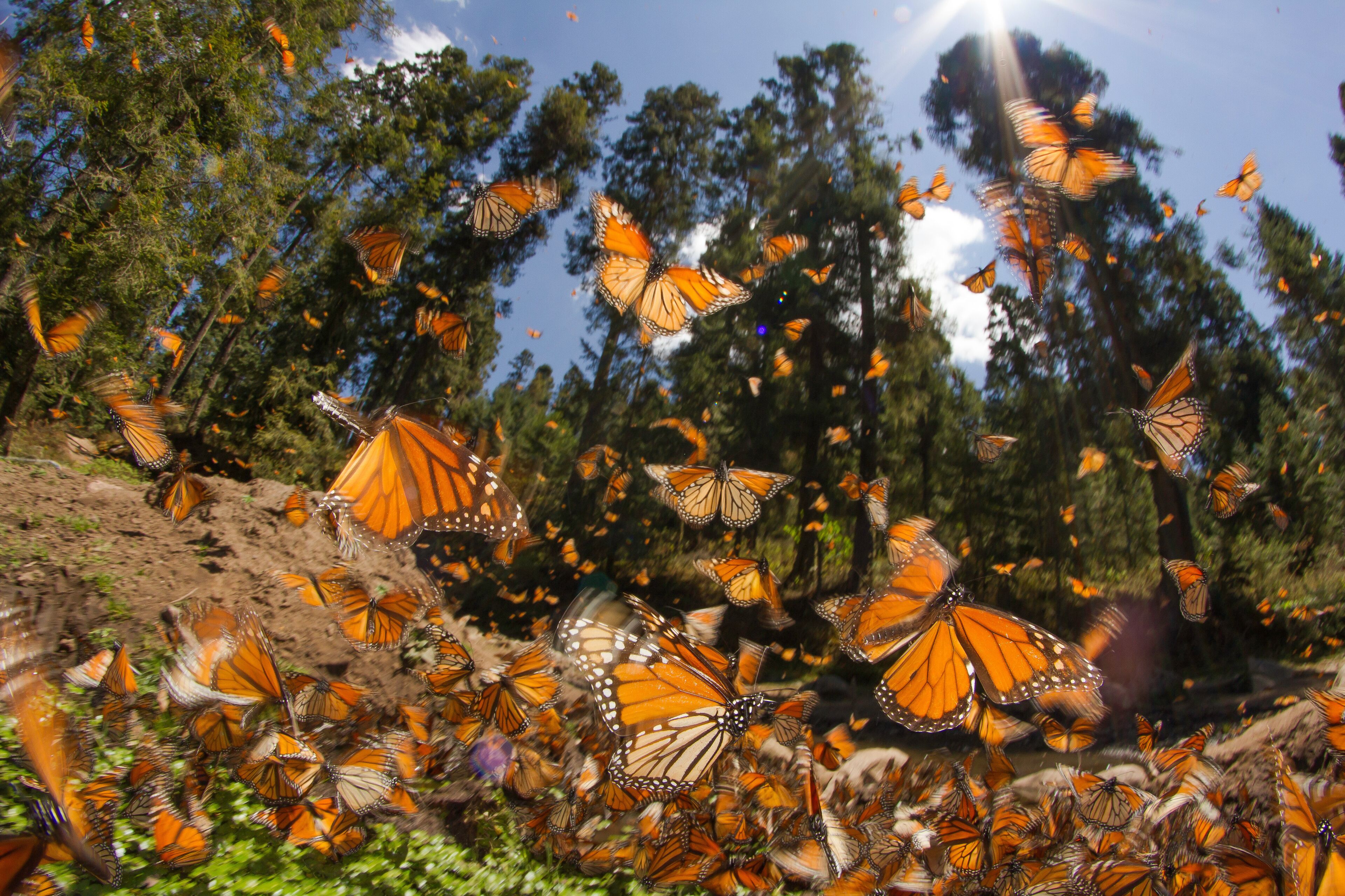 A dense cluster of orange and black butterflies in a natural setting with trees and sunlight.