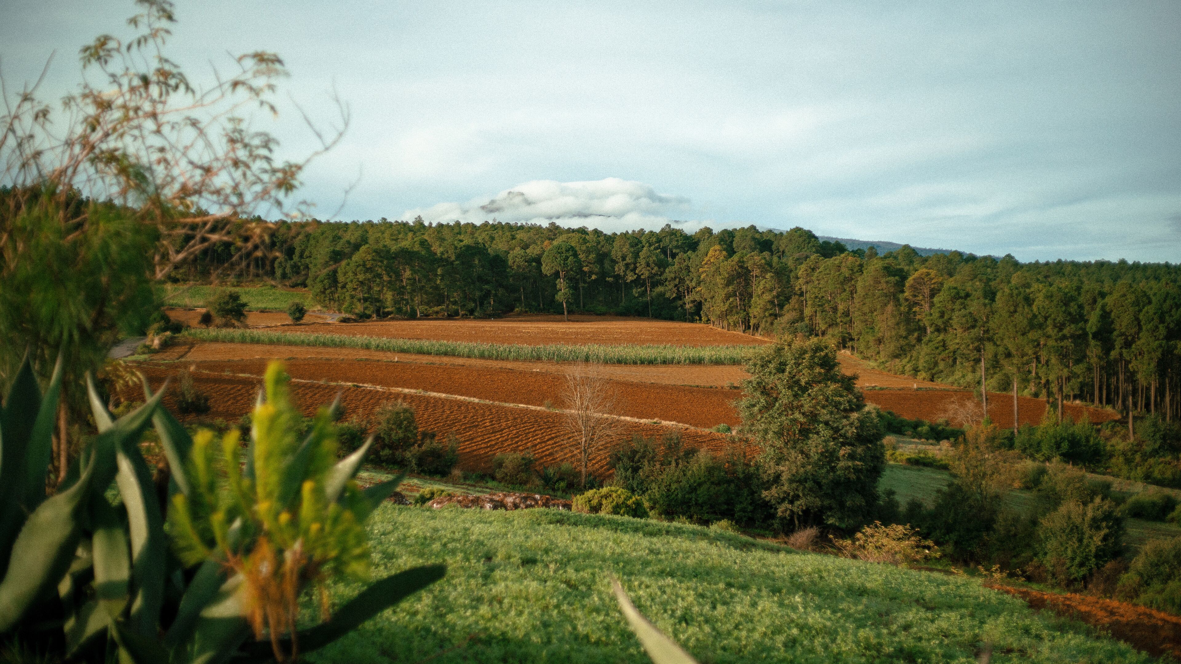 A rural landscape with terraced fields, dense forests, and a cloudy sky.