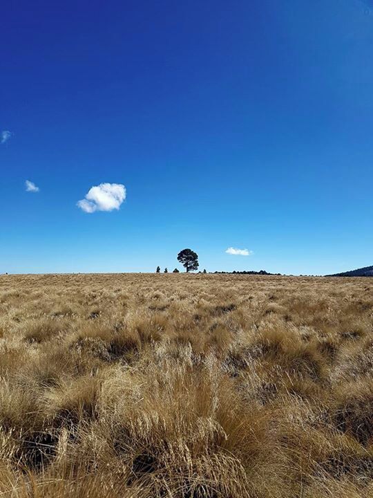 Taken while walking around the base of the beautiful (and active) Mount Popo,  3,700 metres above sea level. 

It can be a tough climb, due to the altitude, but there's a lovely lake-side restaurant a few minutes drive down the mountain, so you can reward yourself with tacos and a beer once the hike is over! #lifeatexpedia #merch #mexico #volcano
