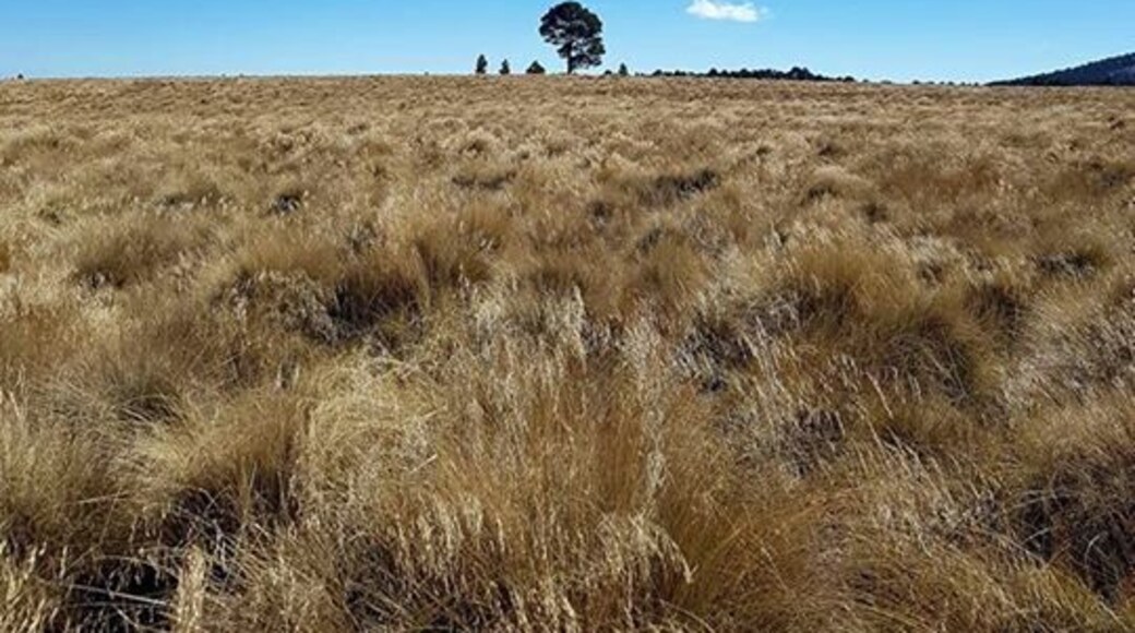 Taken while walking around the base of the beautiful (and active) Mount Popo, 3,700 metres above sea level.
It can be a tough climb, due to the altitude, but there's a lovely lake-side restaurant a few minutes drive down the mountain, so you can reward yourself with tacos and a beer once the hike is over! #lifeatexpedia #merch #mexico #volcano