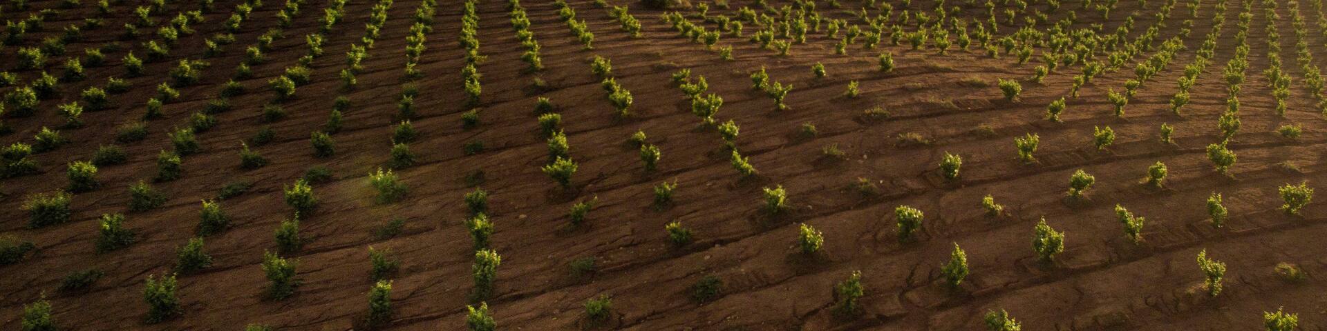 Wine Country Grape Fields