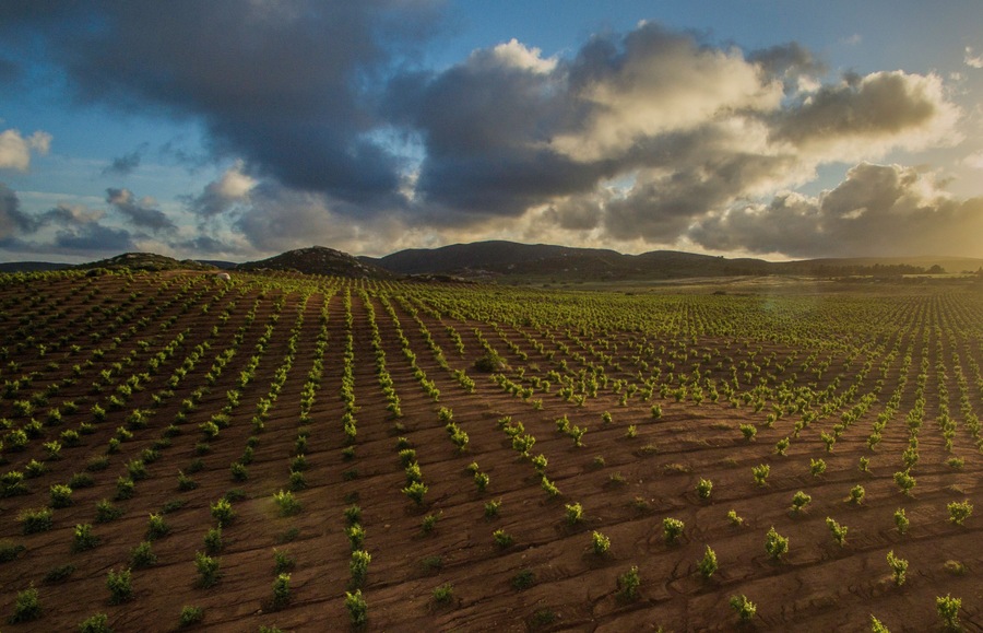 Wine Country Grape Fields
