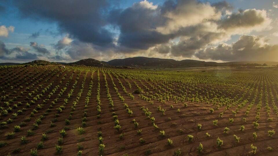 Wine Country Grape Fields