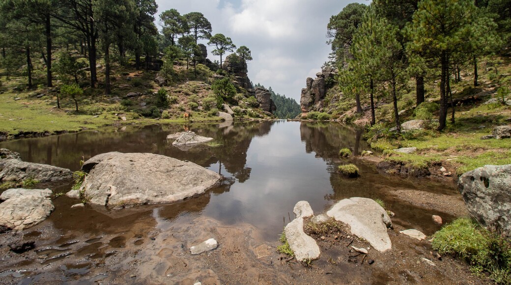 bosque feliz bosque feliz en verano