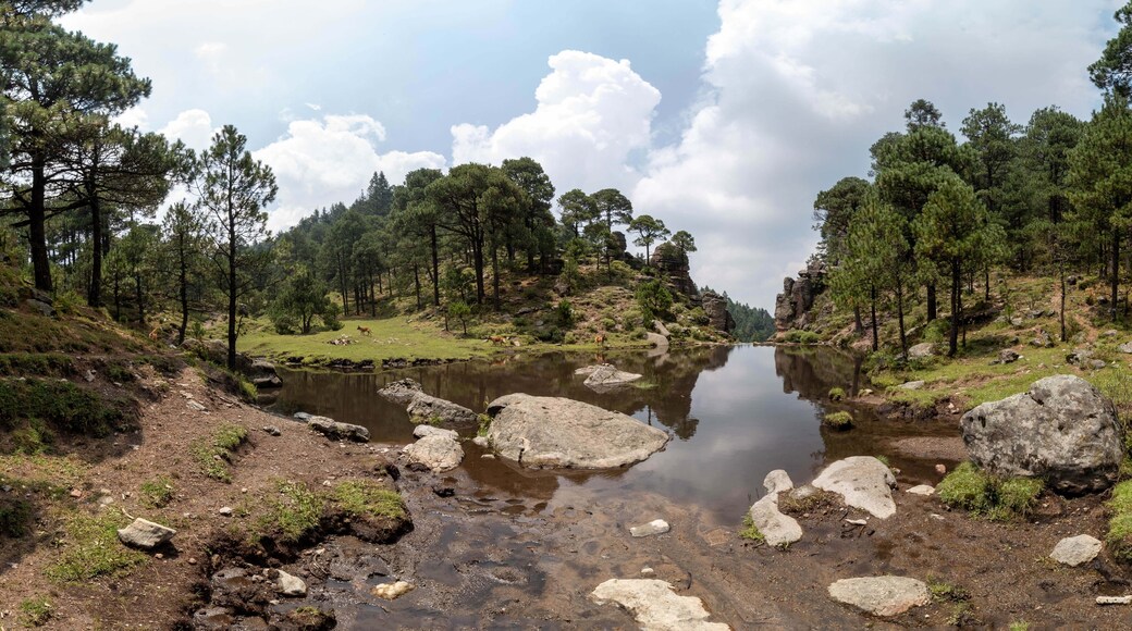 bosque feliz en verano con el gran cielo azul
