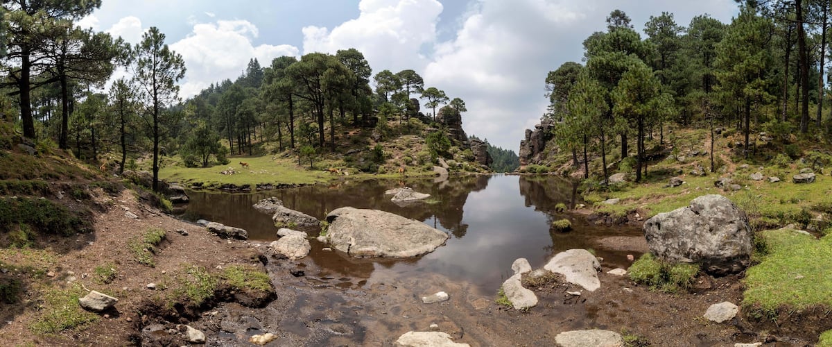 bosque feliz en verano con el gran cielo azul