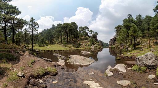 bosque feliz en verano con el gran cielo azul