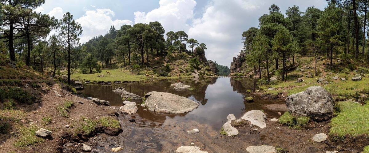 A river with rocks, surrounded by trees and a grassy area.