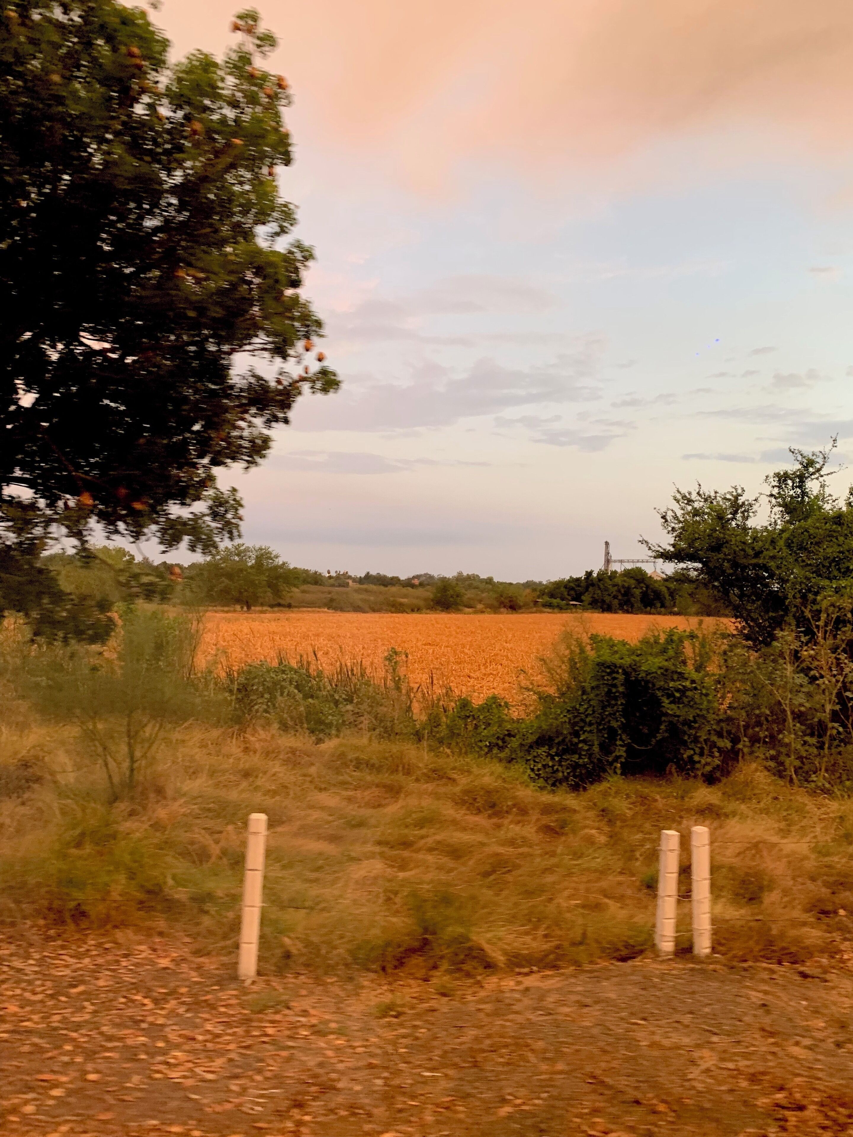 A field with a fence in the foreground and a tree to the left.