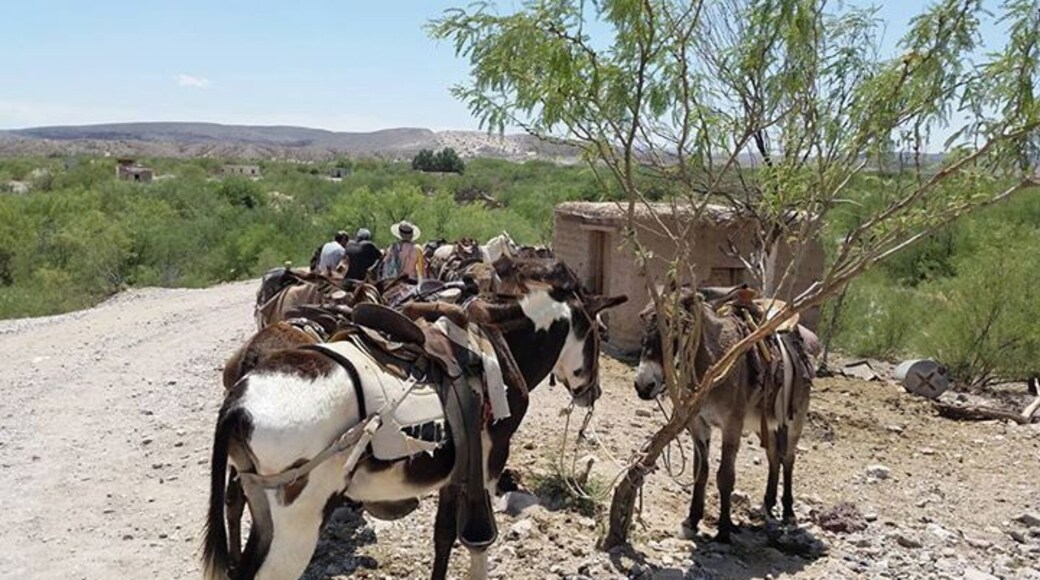 When in Big Bend, make this unique border crossing across the Rio Grande in a rowboat, then take a burro into town. Or...The burros are very stubborn, and won't move unless a herder makes them (with a stick). We read that we should just walk the 1/3 mi. to the town. So we did.
Read more about our adventures in Big Bend at https://rvluckyorwhat.com/2016/04/28/big-bend-the-most-amazing-national-park-youve-never-heard-of/
#Boquillas #Mexico #US #BigBend #NationalPark #burros #unique #bordercrossing
