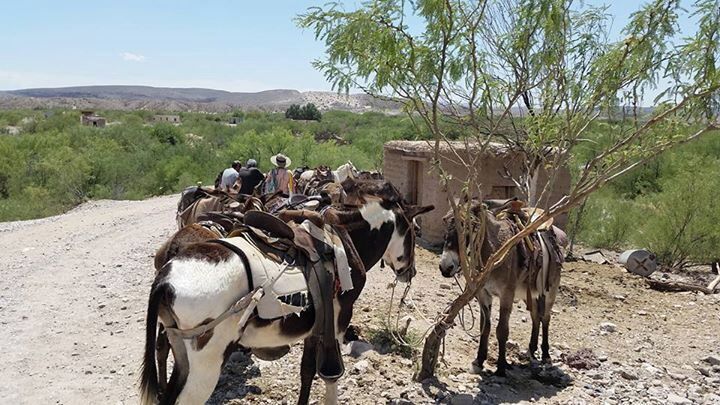 A group of donkeys with riders on a dirt road, surrounded by sparse vegetation and a distant building.