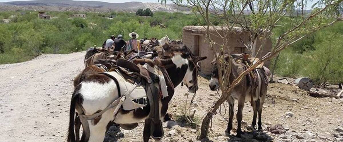 A group of donkeys with riders on a dirt road, surrounded by sparse vegetation and a distant building.
