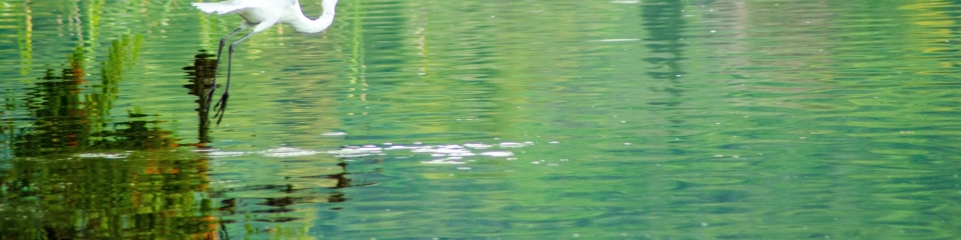 Zacapu, lagunas, turismo, aves