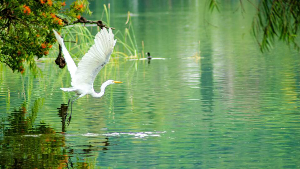 Zacapu, lagunas, turismo, aves