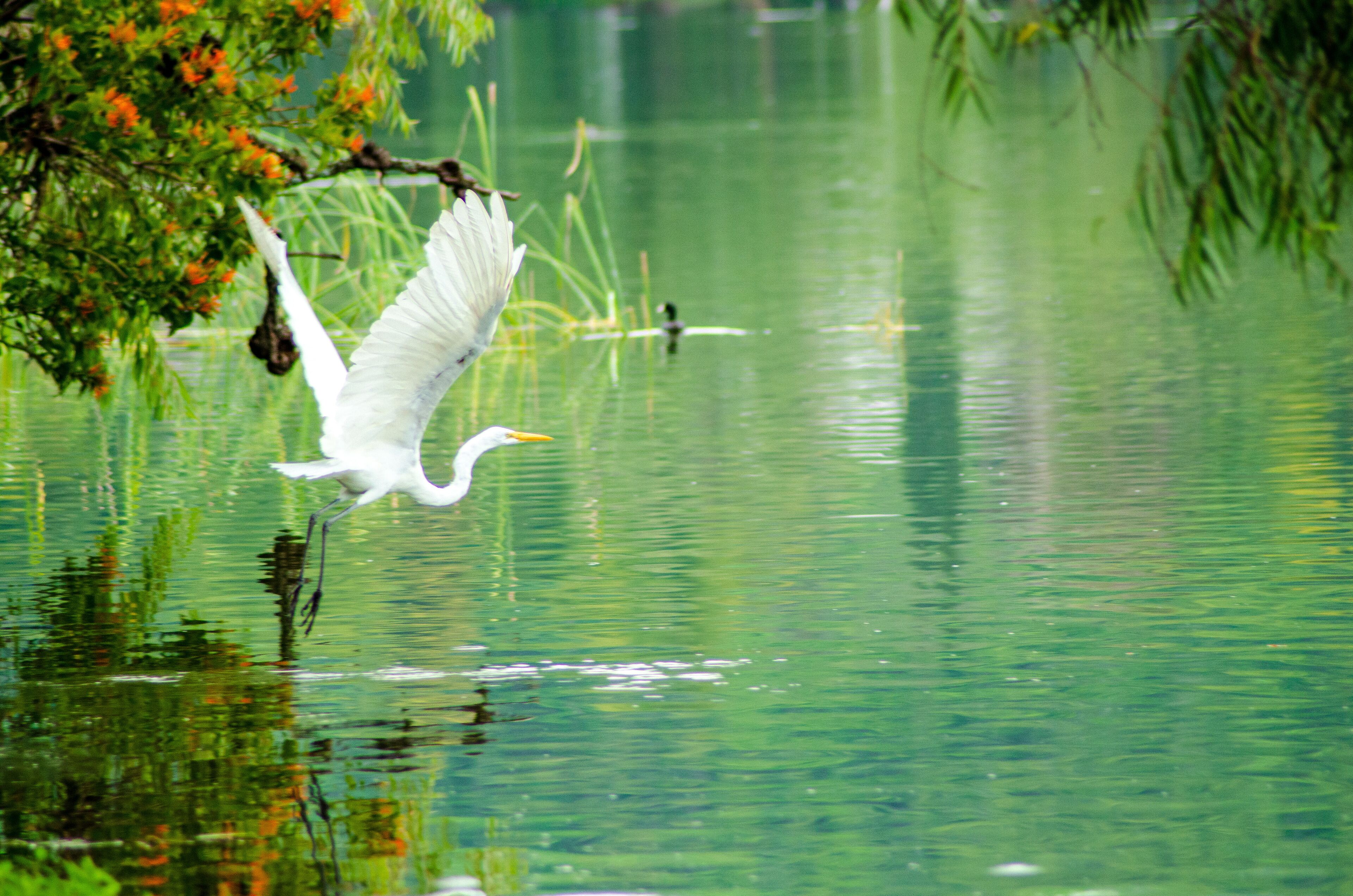 A white bird flying over a green body of water with reflections of trees and branches.