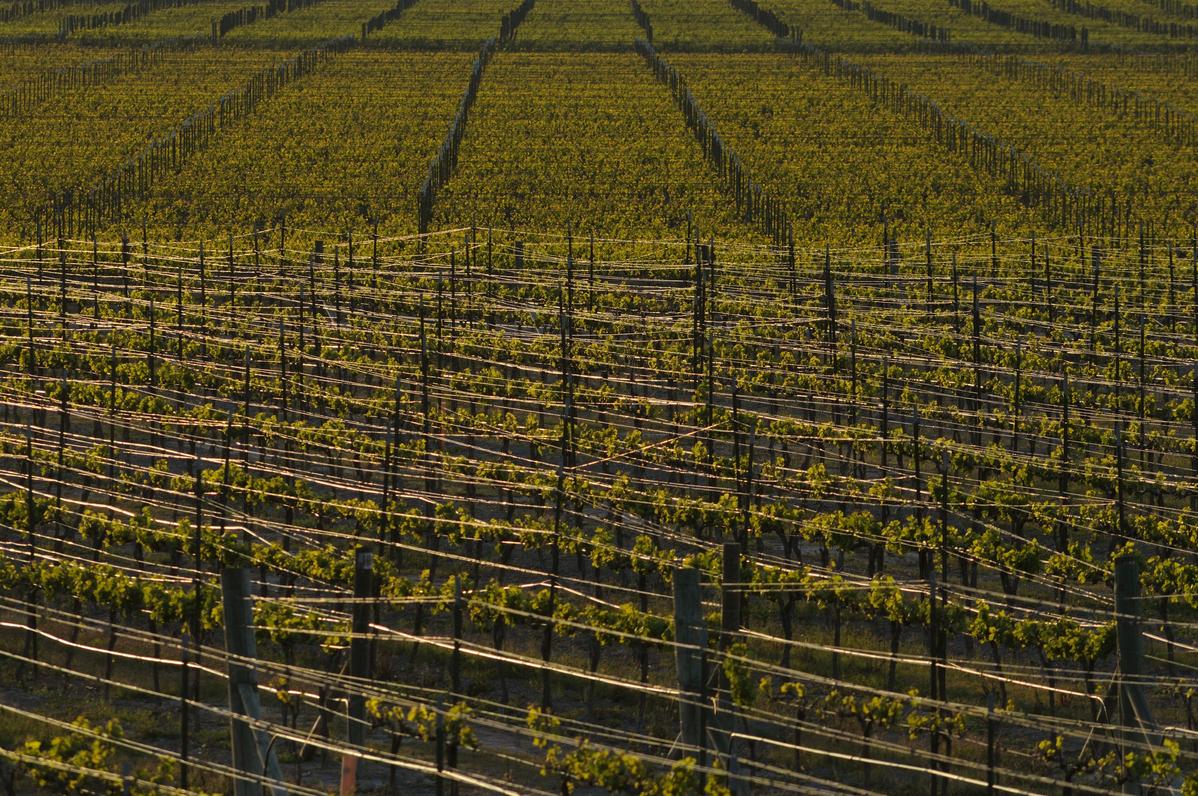 viñedo para producir uvas de vino