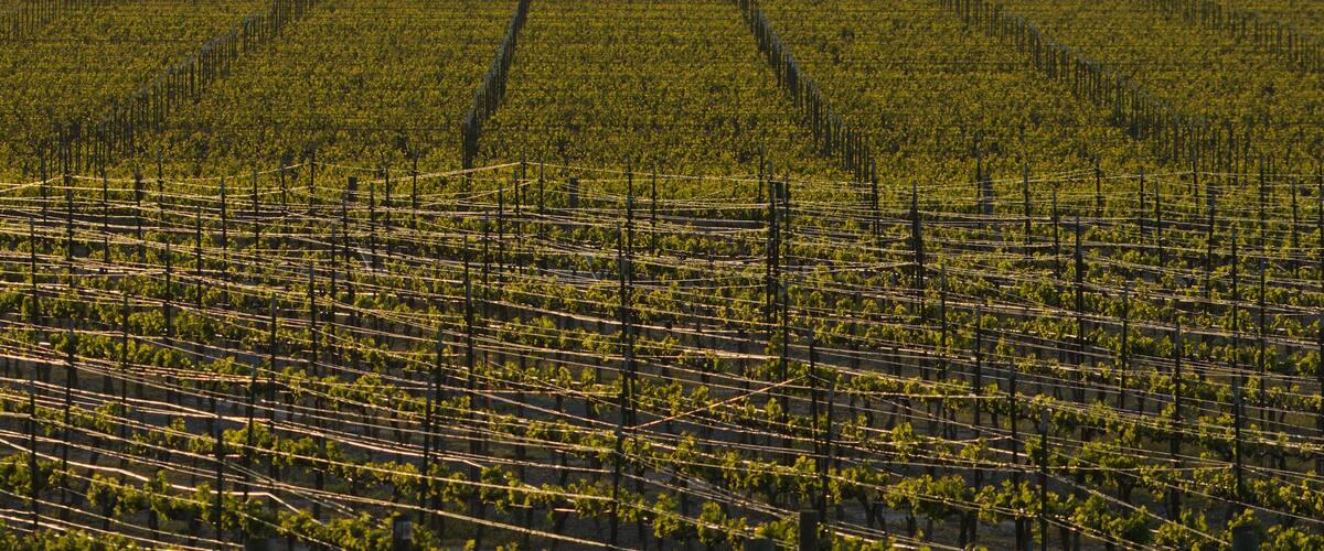 viñedo para producir uvas de vino