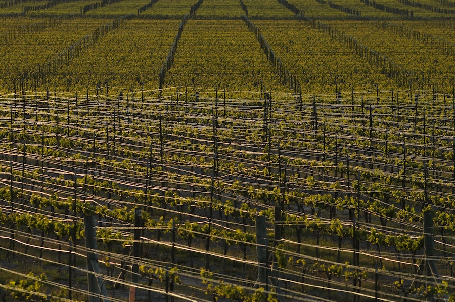 viñedo para producir uvas de vino