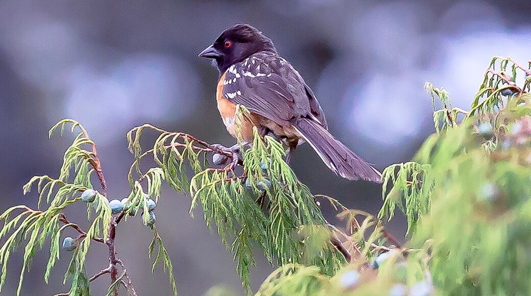 Signature Traditional Rajasthani Thaali with assortment of veg and non veg fares from the state are absolutely delectable