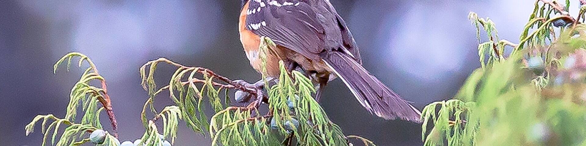 Signature Traditional Rajasthani Thaali with assortment of veg and non veg fares from the state are absolutely delectable