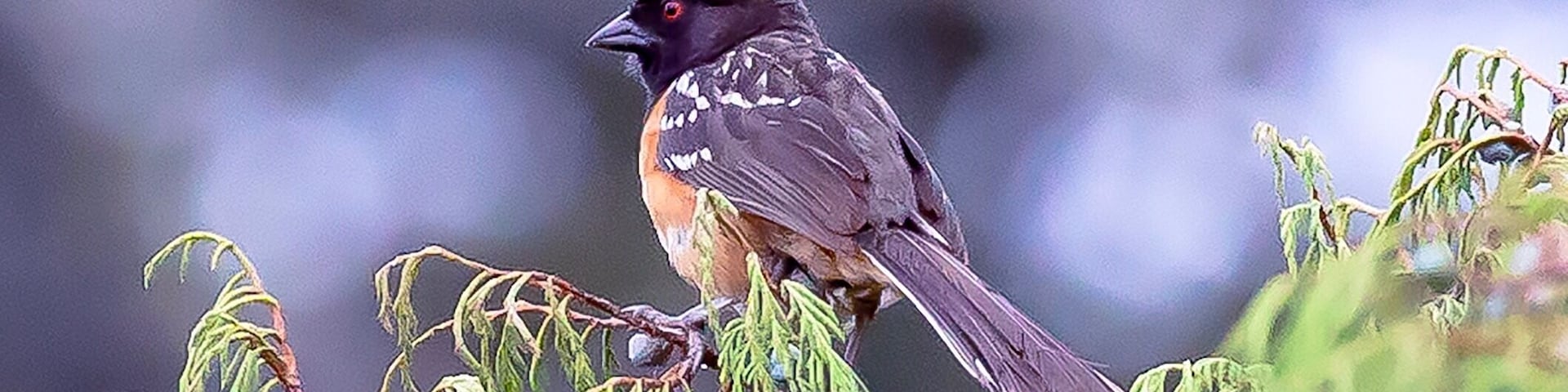 Signature Traditional Rajasthani Thaali with assortment of veg and non veg fares from the state are absolutely delectable