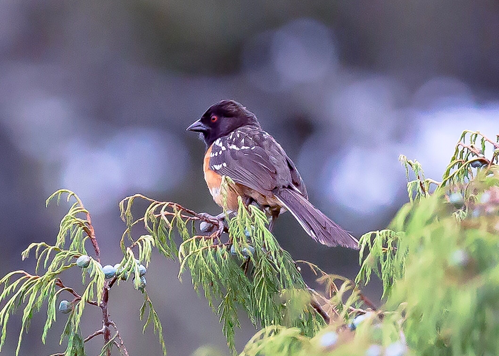 A bird perched on a branch with green foliage in the background.