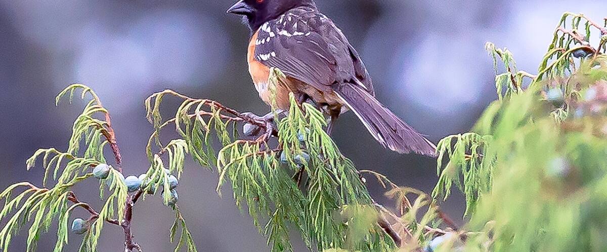 A bird perched on a branch with green foliage in the background.