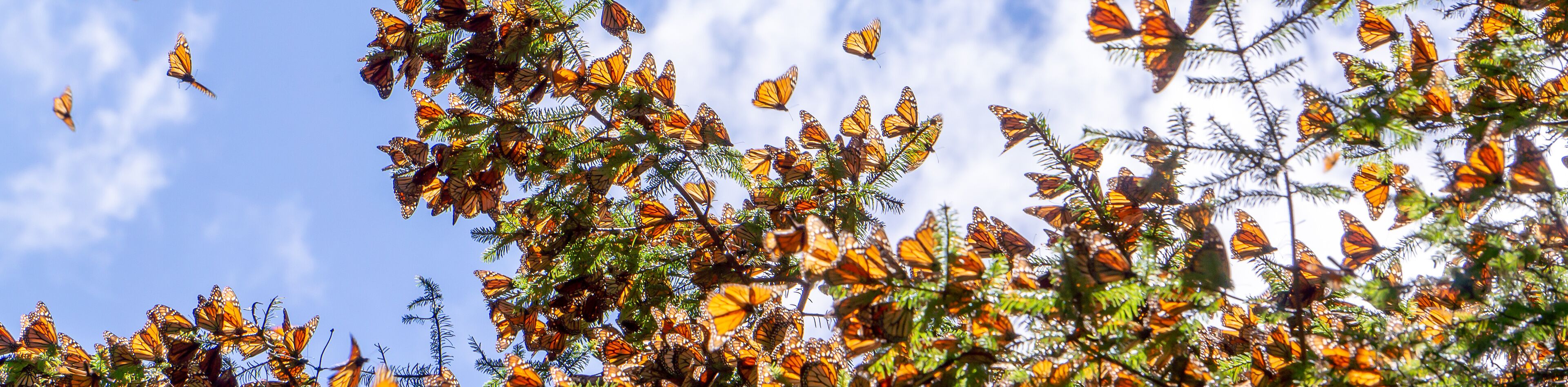 Monarch Butterflies on tree branch with blue sky in background at the Monarch Butterfly Biosphere Reserve in Michoacan, Mexico, a World Heritage Site. 