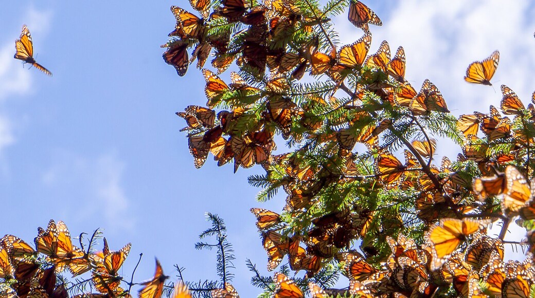 Monarch Butterflies on tree branch with blue sky in background at the Monarch Butterfly Biosphere Reserve in Michoacan, Mexico, a World Heritage Site.