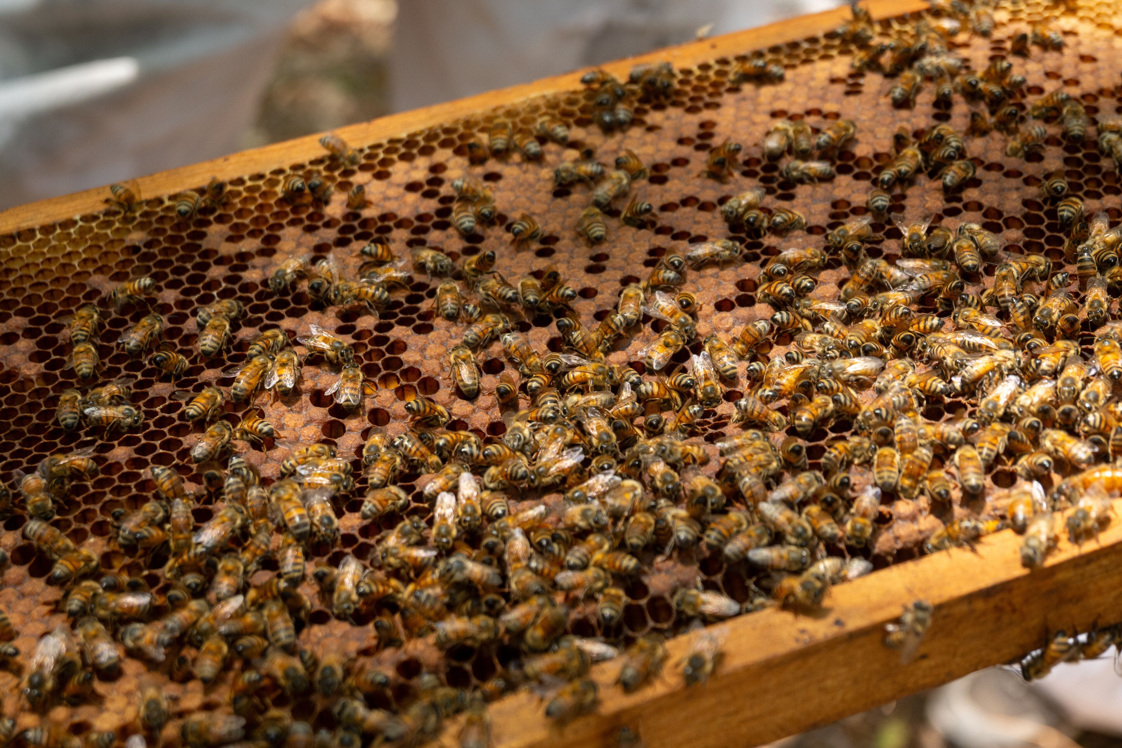 A beehive with numerous bees on the honeycomb.