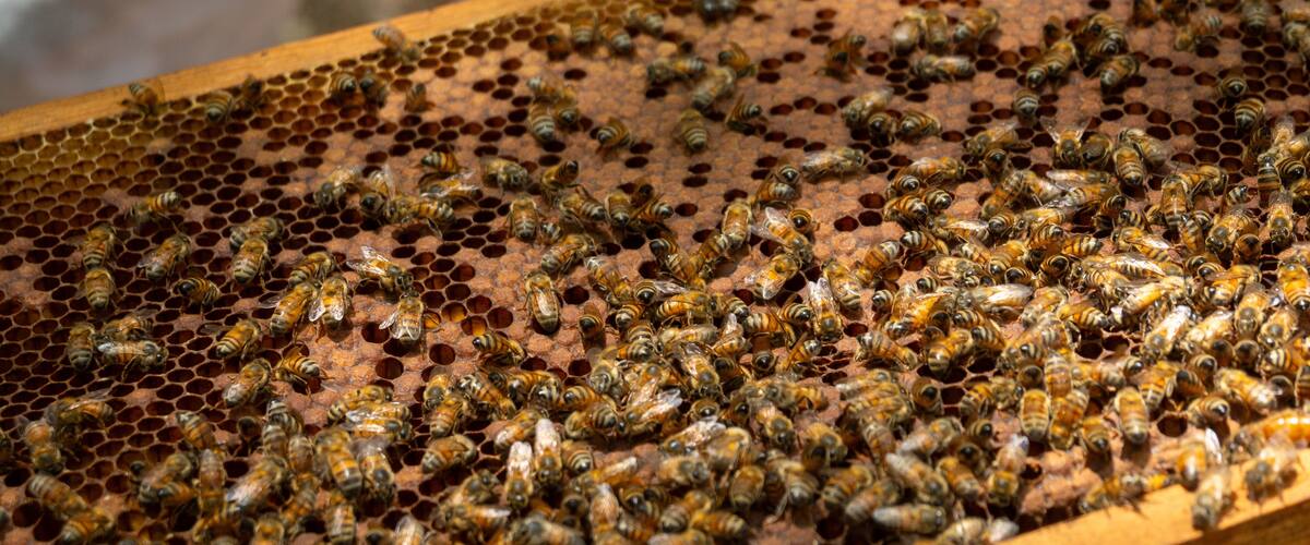 A beehive with numerous bees on the honeycomb.