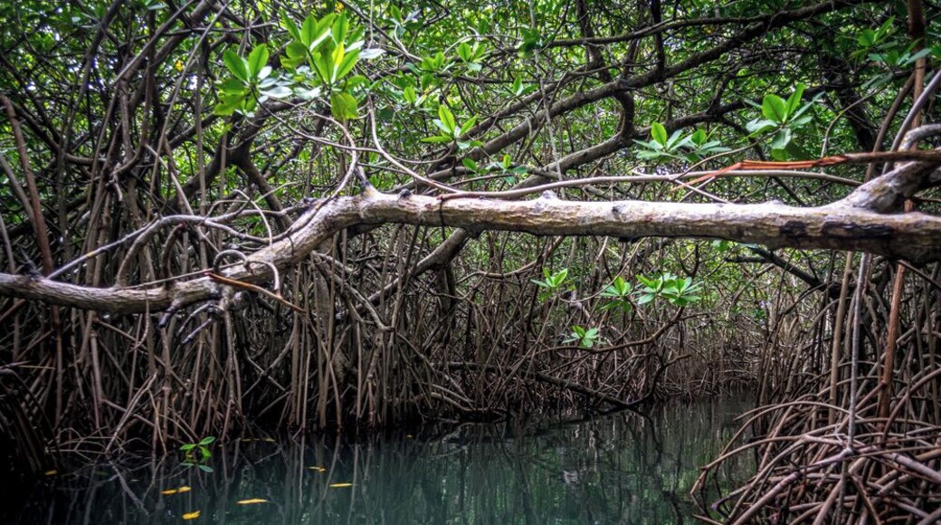 Going through the mangroves of Chacahua at night was a magnifique experience because of its luminiscence phenomenon!
Sadly, there's no photographic evidence because of the darkness, but imagine this scene at night, with the water glowing everytime you touched it.