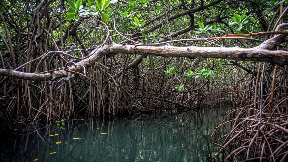 A mangrove forest with dense roots and branches over water.