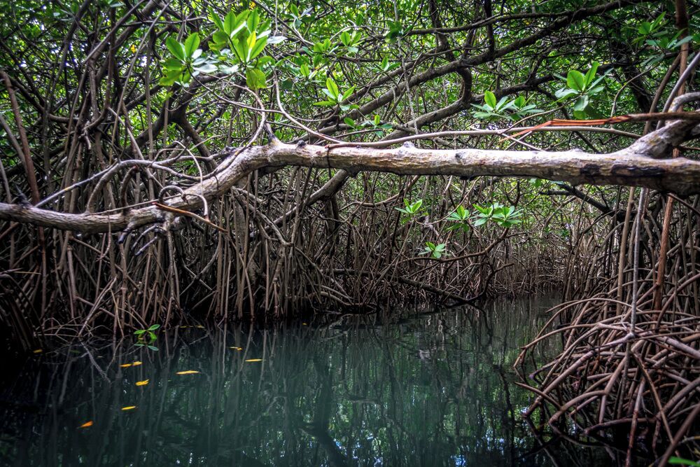 A mangrove forest with dense roots and branches over water.