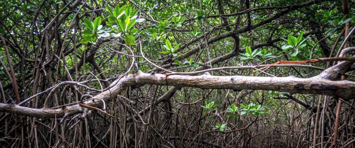 A mangrove forest with dense roots and branches over water.
