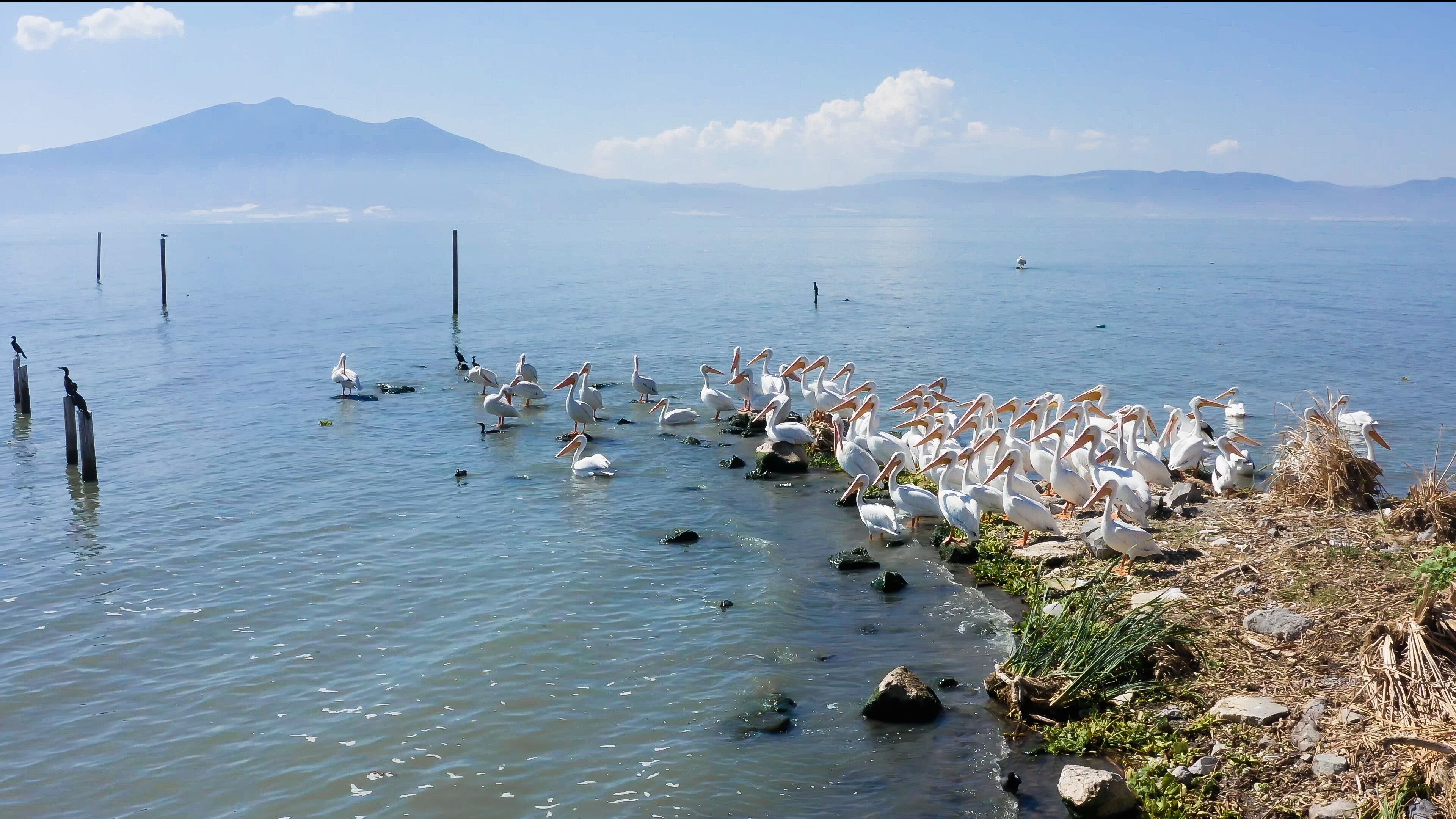 Amazing shot of the pelicans in the Chapala´s Lake. the lake is covered with fog and pelicans are resting on the lake shore, in the background there is a mountain and some clouds in the sky.