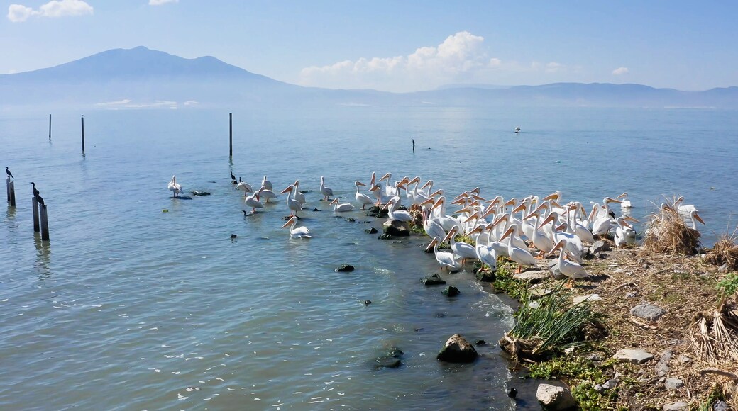 Amazing shot of the pelicans in the Chapala´s Lake. the lake is covered with fog and pelicans are resting on the lake shore, in the background there is a mountain and some clouds in the sky.
