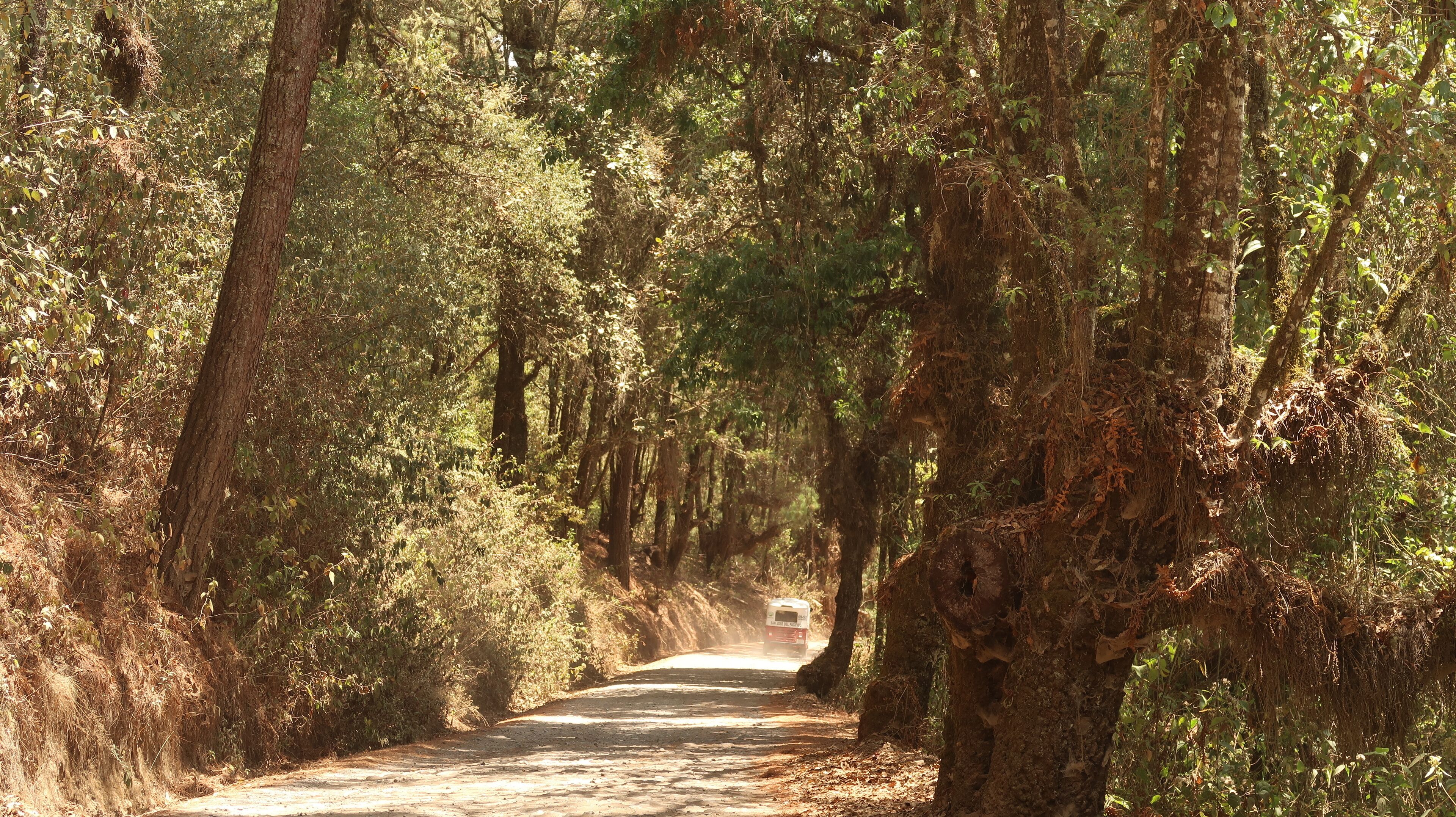 Beautiful avenue leading through the forest from San Jose del Pacifico to San Mateo Rio Hondo, Oaxaca, Mexico