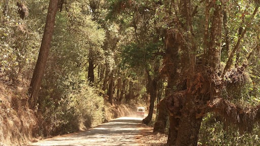 Beautiful avenue leading through the forest from San Jose del Pacifico to San Mateo Rio Hondo, Oaxaca, Mexico