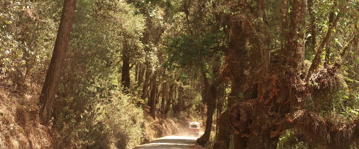 A dirt road flanked by dense forest with tall trees and undergrowth.