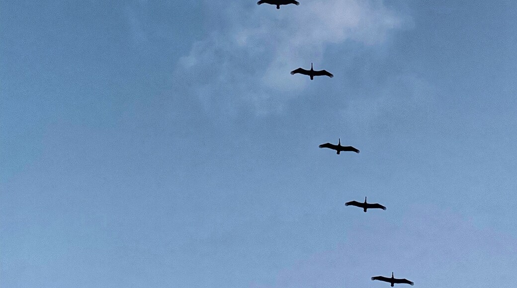 Always a pleasure to enjoy these birds flying over the sea #lifeatexpedia #tlotravel #veracruz