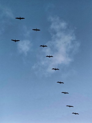 Always a pleasure to enjoy these birds flying over the sea #lifeatexpedia #tlotravel #veracruz