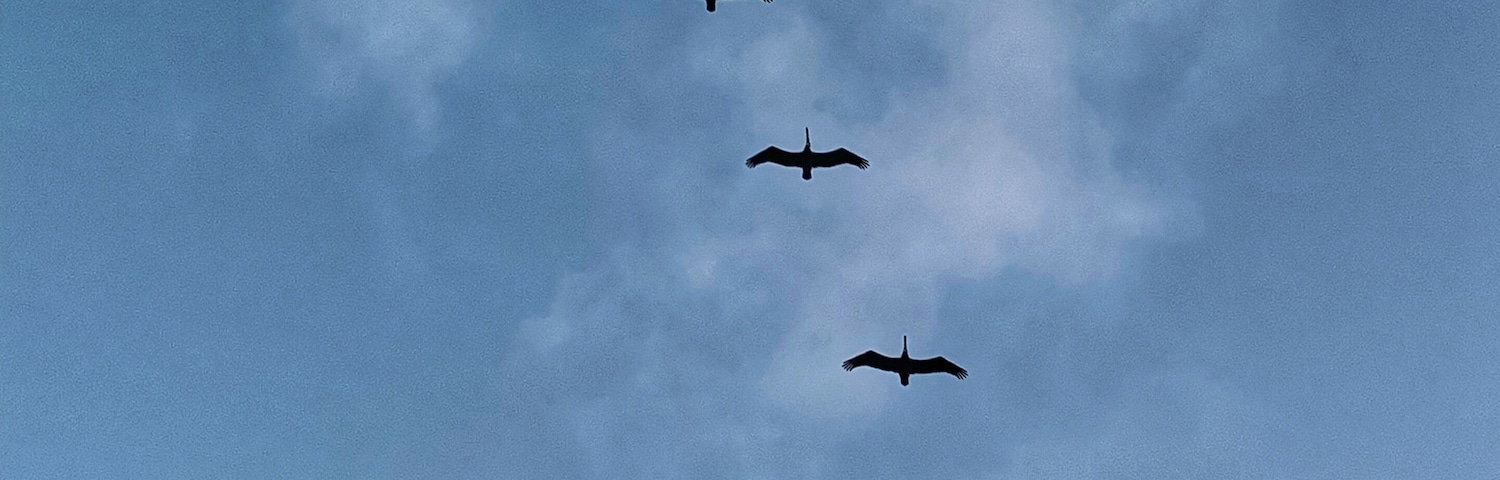 Always a pleasure to enjoy these birds flying over the sea #lifeatexpedia #tlotravel #veracruz