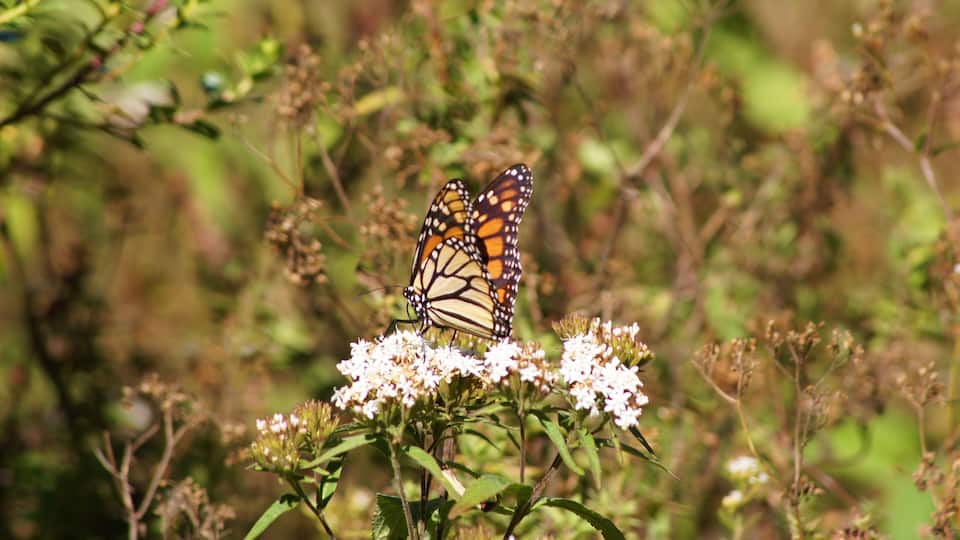 Monarch Butterfly, Rosario Sanctuary, Angangueo, Michoacan, Mexico