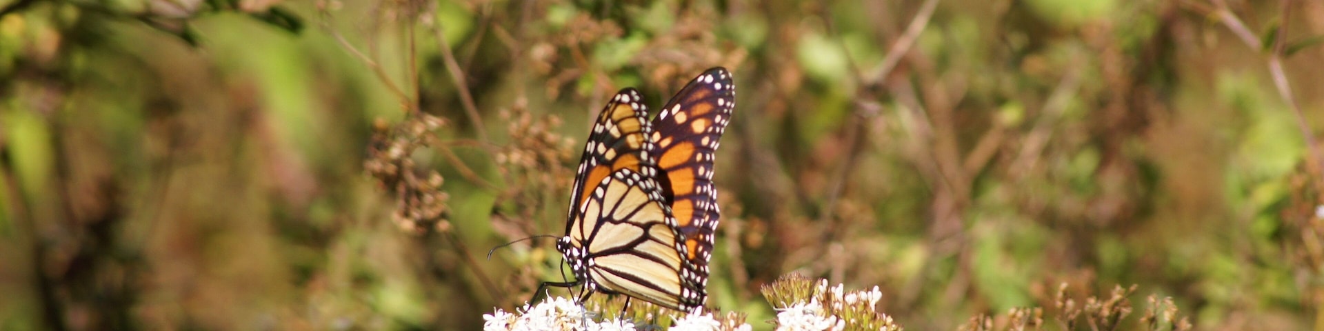 Una mariposa monarca sobre un grupo de flores blancas.
