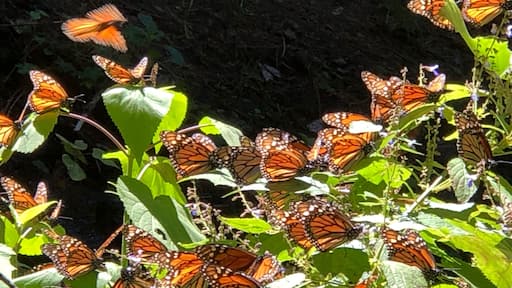 Visiting the Monarchs in Mexico is an amazing adventure. The sight of over 89 million butterflies will leave you speechless. It’s an easy 3 hour drive to walk through the forest.