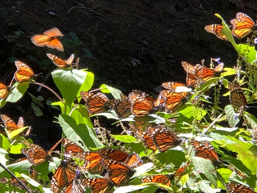 Visiting the Monarchs in Mexico is an amazing adventure. The sight of over 89 million butterflies will leave you speechless. It’s an easy 3 hour drive to walk through the forest.